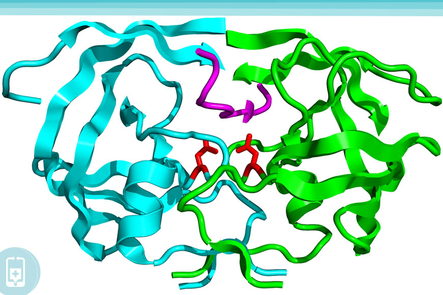 Enzimas Proteolíticas - Protease