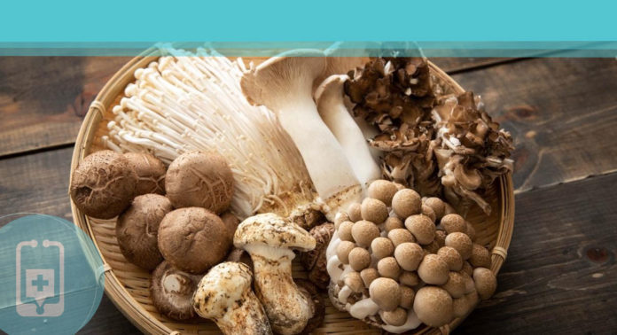 Cinco cogumelos medicinais e seus efeitos na saúde