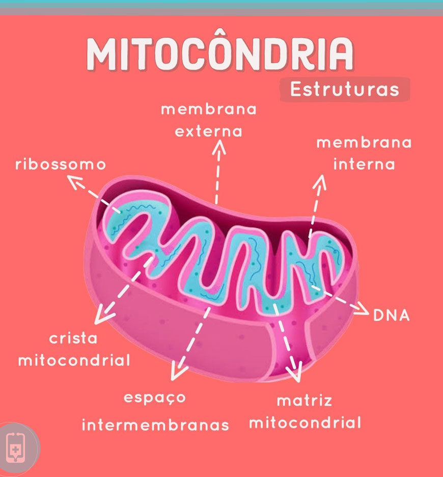 estrutura das mitocôndrias