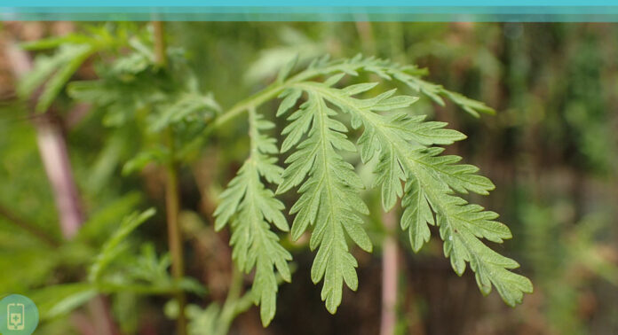 Benefícios da Artemisia - A super erva que combate doenças e até o câncer!